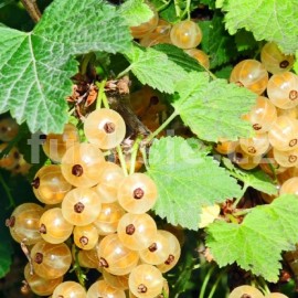 rybz bl White Hollander - Ribes album White Hollander