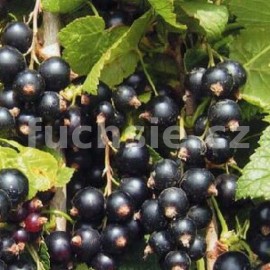 rybz ern Titania - Ribes nigrum Titania