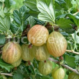 srstka angret - Ribes uva-crispa