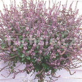 bazalka - Ocimum