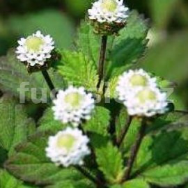 Phyla scaberrima Colada