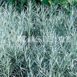 smil italsk - Helichrysum italicum