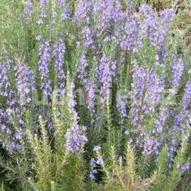 rozmarn lkask - Rosmarinus officinalis