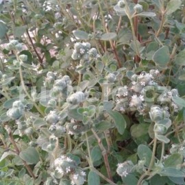 dobromysl obecn Compactum - Origanum vulgare Compactum