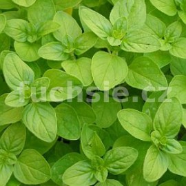 majornka zahradn - Origanum majorana
