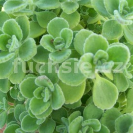dobromysl - Origanum