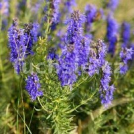 yzop lkask - Hyssopus officinalis