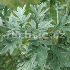 pelynk prav - Artemisia absinthium