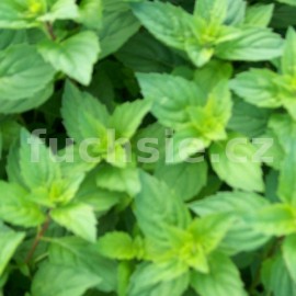 mta jemn Ginger - Mentha  gracilis Ginger