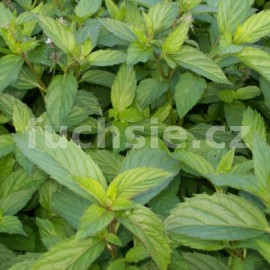 mta peprn Swiss - Mentha  piperita Swiss