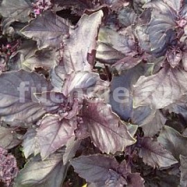 bazalka prav Chianti - Ocimum basilicum Chianti