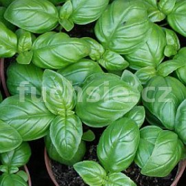 bazalka prav Genoveser Martina - Ocimum basilicum Genoveser Martina