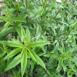 aloisie citronov - Aloysia citriodora