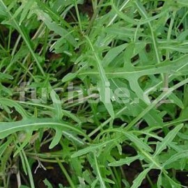 kez tenkolist - Diplotaxis tenuifolia