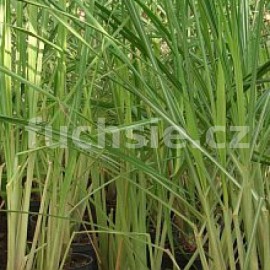citronela - Cymbopogon citratus