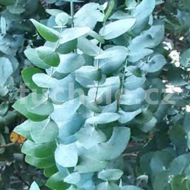 blahovičník Gunnův - Eucalyptus gunnii