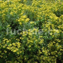 routa vonn - Ruta graveolens