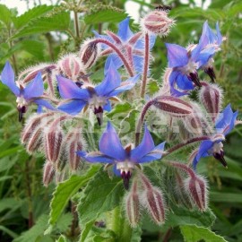 brutnk lkask - Borago officinalis