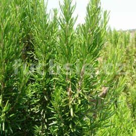 rozmarn lkask Blue Winter - Rosmarinus officinalis Blue Winter