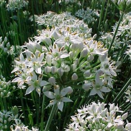 pažitka česneková - Allium tuberosum