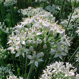 paitka esnekov - Allium tuberosum