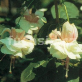 fuchsie Kleine Gartnerin - Fuchsia Kleine Gartnerin