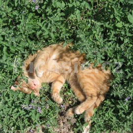 anta koi citronov - Nepeta cataria var. citriodora