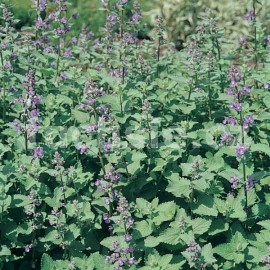 anta koi citronov - Nepeta cataria var. citriodora