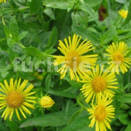 oman prav - Inula helenium