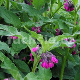 kostival lkask - Symphytum officinale