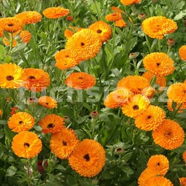 msek lkask - Calendula officinalis