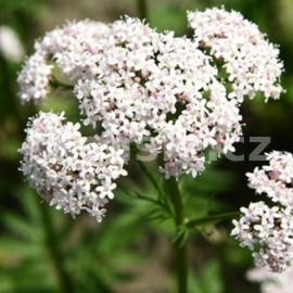 kozlk lkask - Valeriana officinalis