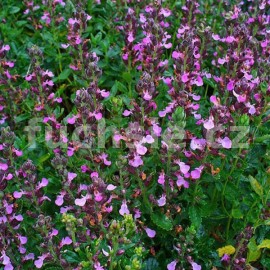 oanka kalamandra - Teucrium chamaedrys