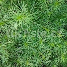 aksamitnk - Tagetes filifolia