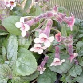 Rehmanie - Rehmannia glutinosa