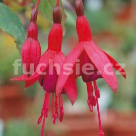 fuchsie Peter Rosegger - Fuchsia Peter Rosegger