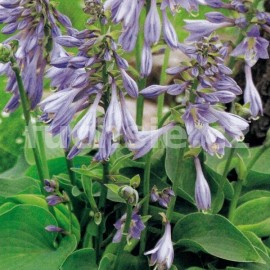 bohyka Blue Angel - Hosta Blue Angel