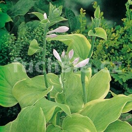 bohyka Fragrant Bouquet - Hosta Fragrant Bouquet