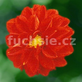 jiina - Dahlia