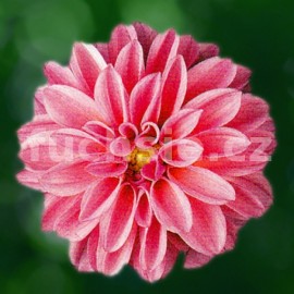 jiina - Dahlia
