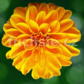 jiina - Dahlia