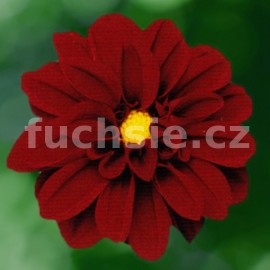 jiina - Dahlia