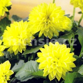 jiina - Dahlia