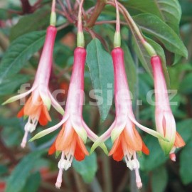 fuchsie Fanfare - Fuchsia Fanfare