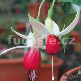 fuchsie Andrew - Fuchsia Andrew