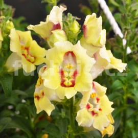 hledk - Antirrhinum