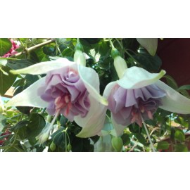 fuchsie Roesse Sputum - Fuchsia Roesse Sputum
