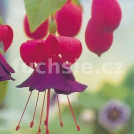 fuchsie Mission Bells - Fuchsia Mission Bells