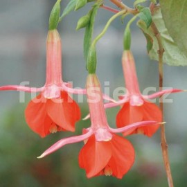 fuchsie Tangerina - Fuchsia Tangerina