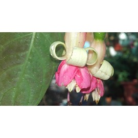 fuchsie Walz Nugget - Fuchsia Walz Nugget